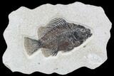 Cockerellites (Priscacara) Fossil Fish - Hanger Installed #88775-1